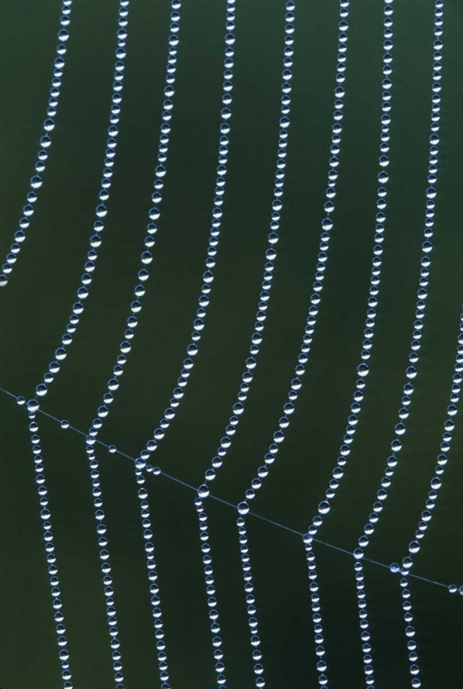 MI, Dew web strands with horizontal junction